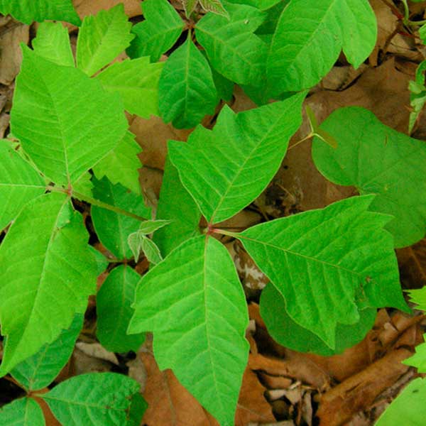 Ivy